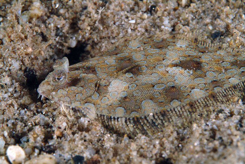 Pesce da determinare (Arnoglossus sp.)